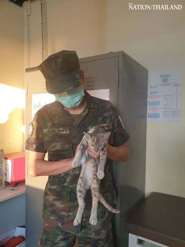 Shipwrecked cats go viral in arms of Navy rescuers